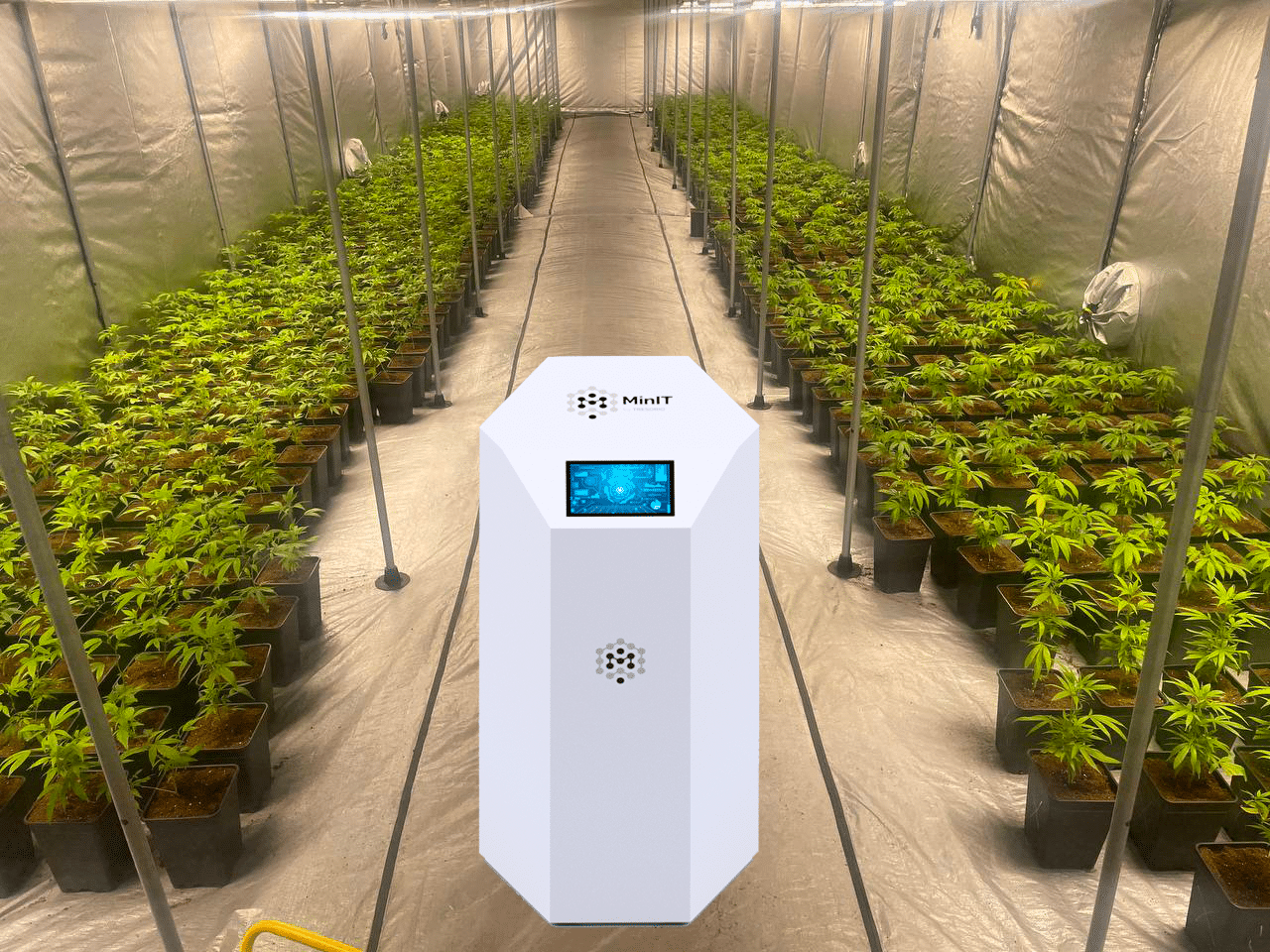 Une culture de CBD mosellane chauffée au Bitcoin